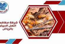 شركة مكافحة النمل الابيض بالرياض