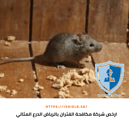 ارخص شركة مكافحة فئران بالرياض