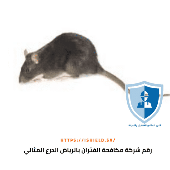 رقم شركة مكافحة الفئران بالرياض