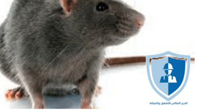 شركة مكافحة الفئران بالرياض