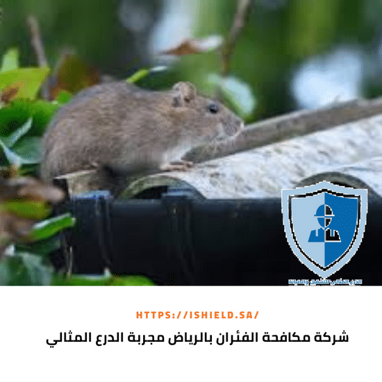شركة مكافحة الفئران بالرياض مجربه