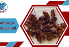 شركة مكافحة الصراصير بالجبيل