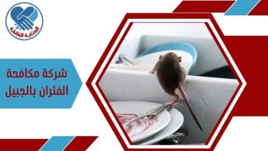 شركة مكافحة الفئران بالجبيل