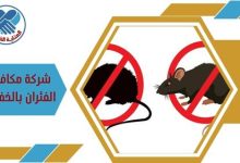 شركة مكافحة الفئران بالخفجي