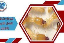 شركة مكافحة النمل الابيض بالجبيل