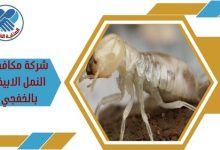 شركة مكافحة النمل الابيض بالخفجي