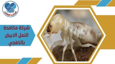 شركة مكافحة النمل الابيض بالخفجي