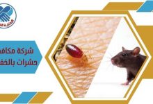 شركة مكافحة الحشرات بالخفجي