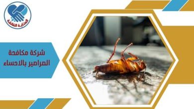 شركة مكافحة الصراصير بالاحساء