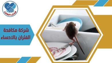 شركة مكافحة الفئران بالاحساء