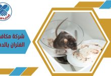 شركة مكافحة الفئران بالدمام