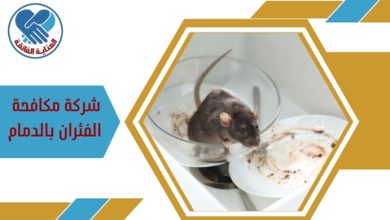 شركة مكافحة الفئران بالدمام