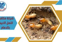 شركة مكافحة النمل الابيض بالدمام