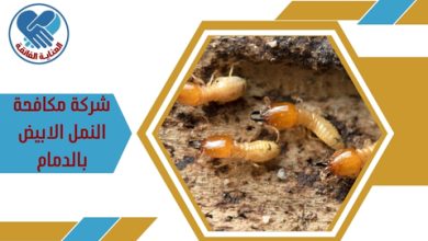 شركة مكافحة النمل الابيض بالدمام