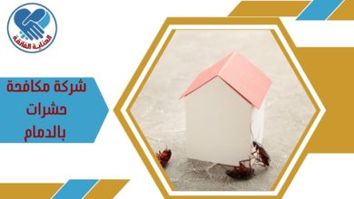 شركة مكافحة حشرات بالدمام