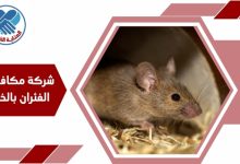 شركة مكافحة الفئران بالخبر
