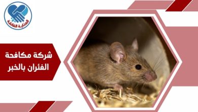 شركة مكافحة الفئران بالخبر