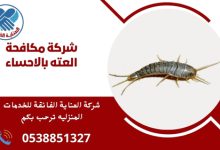 ما هي شركة مكافحة العته في الأحساء؟ شركة مكافحة العته في الأحساء تقدم خدمات لمكافحة العته والحشرات في المنطقة، مما يساعد على حماية المنازل والممتلكات من الآفات.